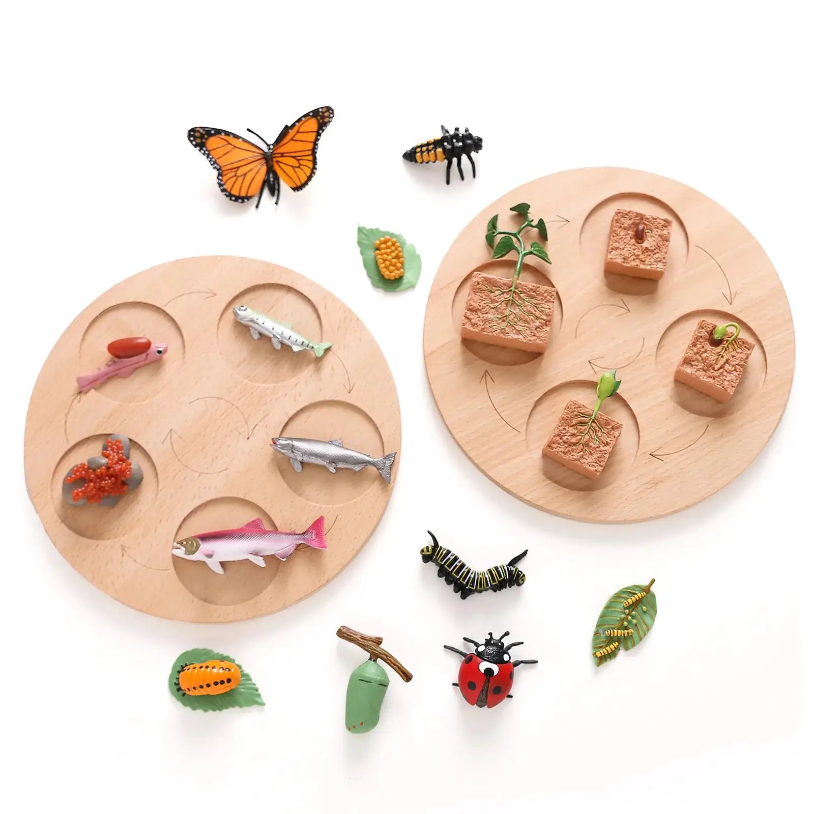 Animal Life Cycle Model Set For Preschool Montessori Toys Educational Growth Kit Plant And Animal Life Cycle Learning
