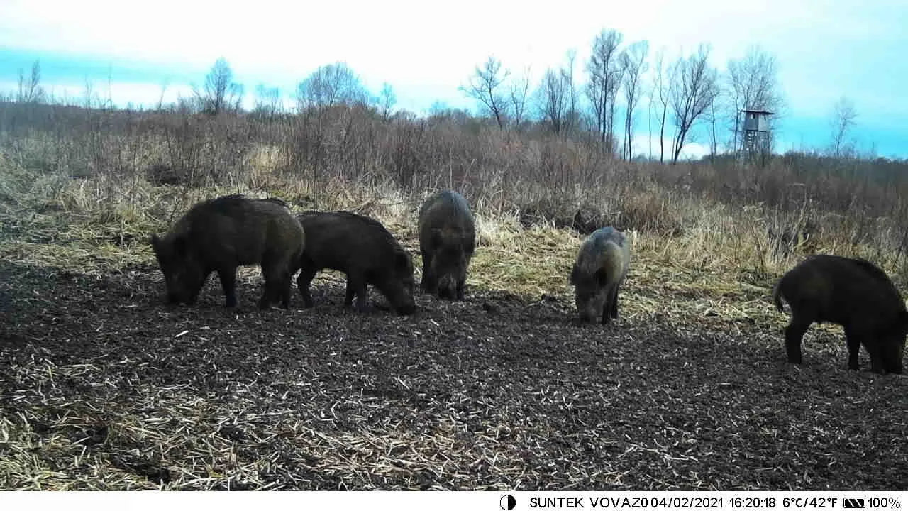 Simples Market 4K 4G wildlife hunting camera showing a group of wild boars in an outdoor field.