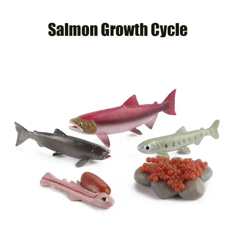 Animal Life Cycle Model Set For Preschool Montessori Toys Educational Growth Kit Plant And Animal Life Cycle Learning