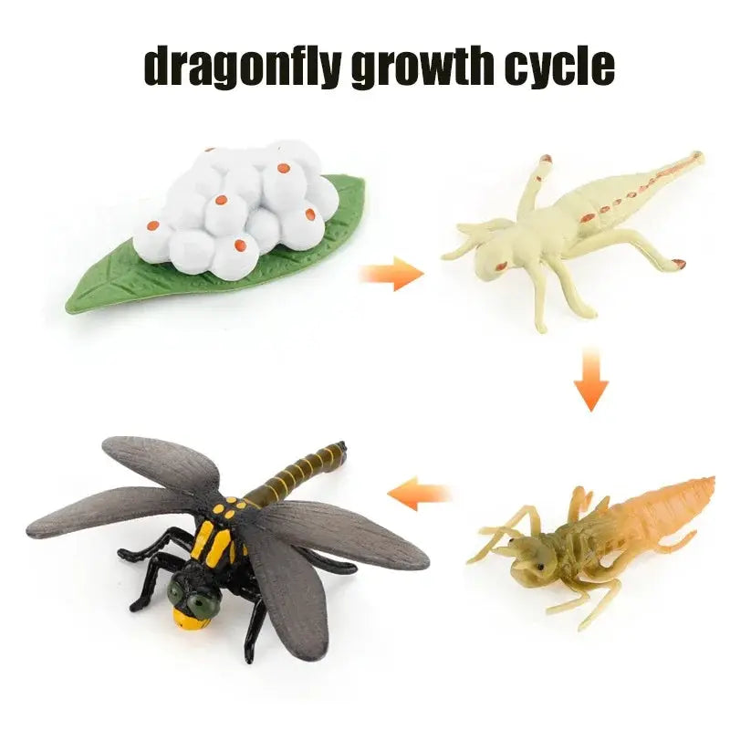 Animal Life Cycle Model Set For Preschool Montessori Toys Educational Growth Kit Plant And Animal Life Cycle Learning