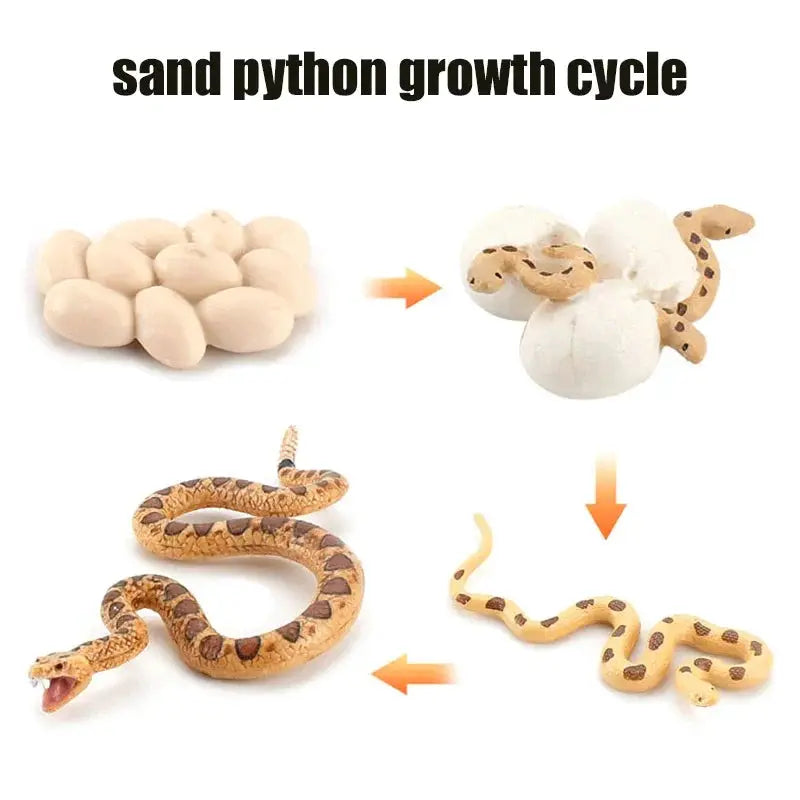 Animal Life Cycle Model Set For Preschool Montessori Toys Educational Growth Kit Plant And Animal Life Cycle Learning