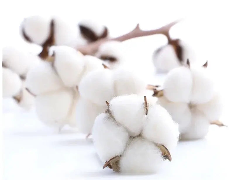 Cotton bolls close-up with fluffy white fibers and brown stems.